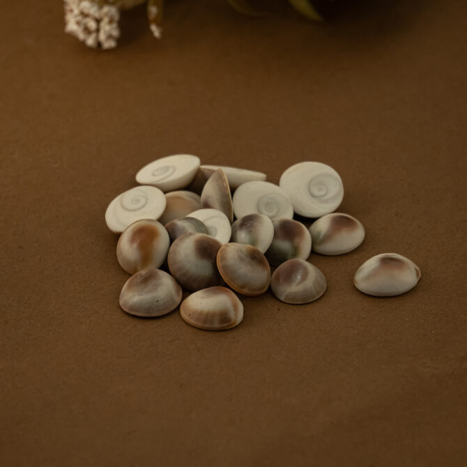 Gomati Chakra small pieces