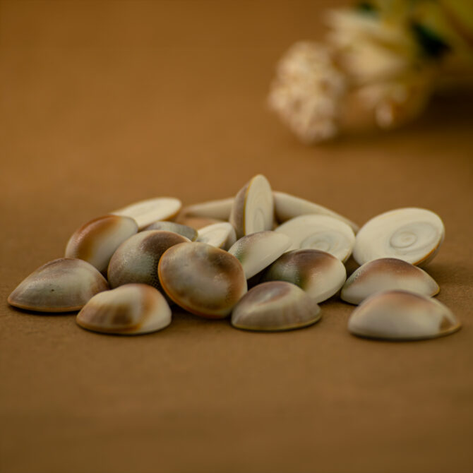 Gomati Chakra small pieces